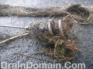 roots in sewer system